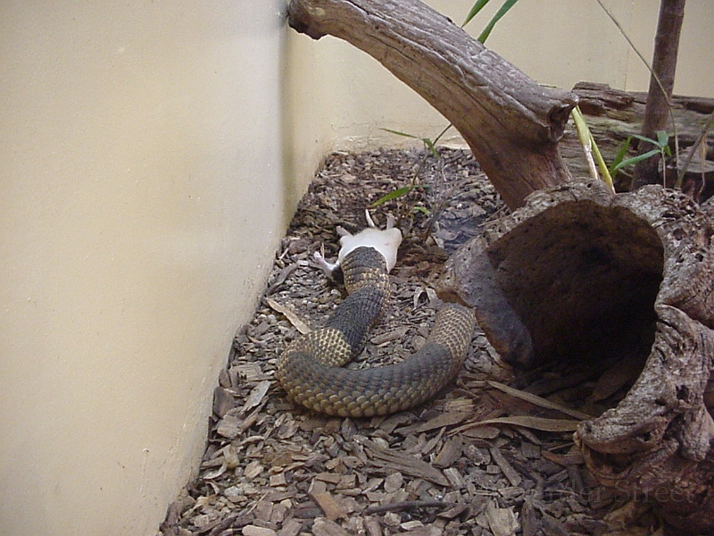 Cobra Eating A Rat.jpg